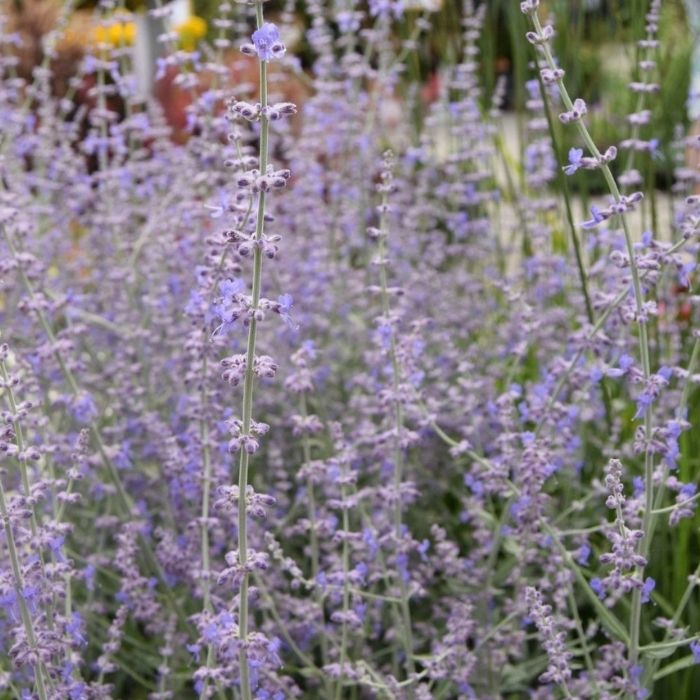 Russisk Salvie, Perovskia 'Blue Spire' - 6,5L potte
