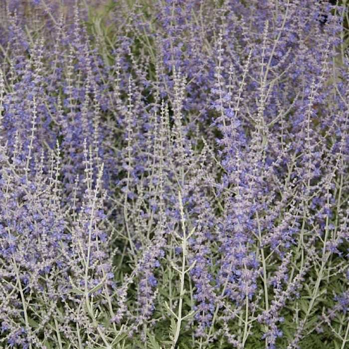 Russisk Salvie, Perovskia 'Blue Spire' - 6,5L potte