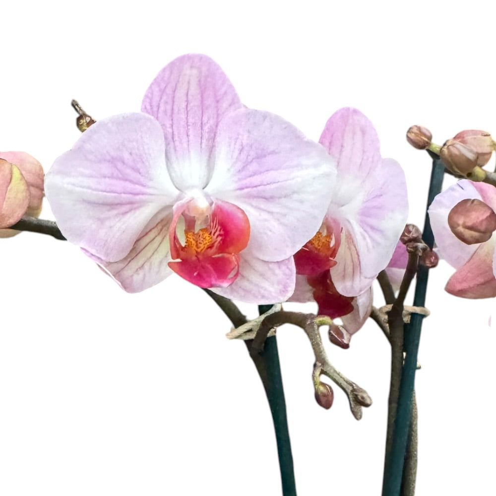 Orkidé, Phalaenopsis ´Angela Eyes´ - 12 cm potte