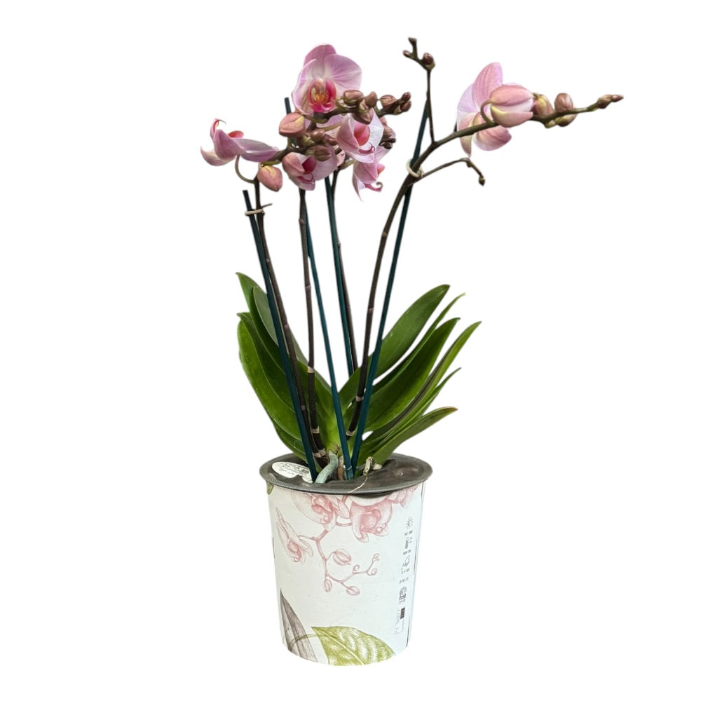Orkidé, Phalaenopsis ´Angela Eyes´ - 12 cm potte
