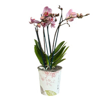 Stueplanter med blomster