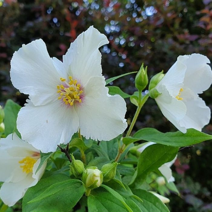 Uægte Jasmin, Philadelphus 'Belle Etoile' - 6,5L potte