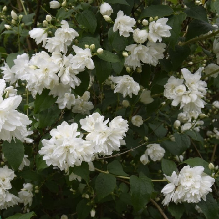Uægte jasmin, Philadelphus virg. 'Schneesturm' - 5,0L potte