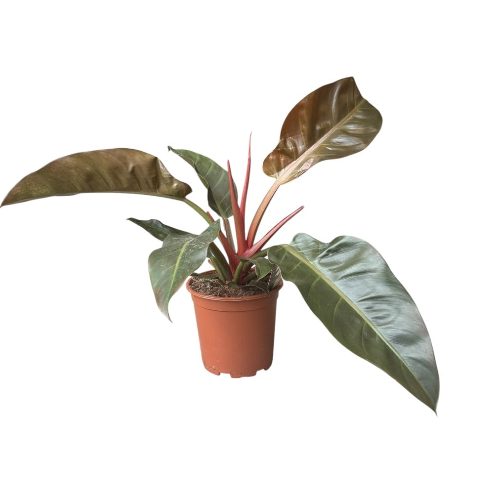 Philodendron 'Imperial Red' - 19 cm potte