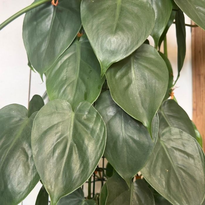 Klatrende philodendron, scandens - 27 cm potte / H160cm