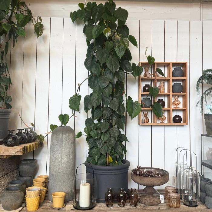 Klatrende philodendron, scandens - 27 cm potte / H160cm