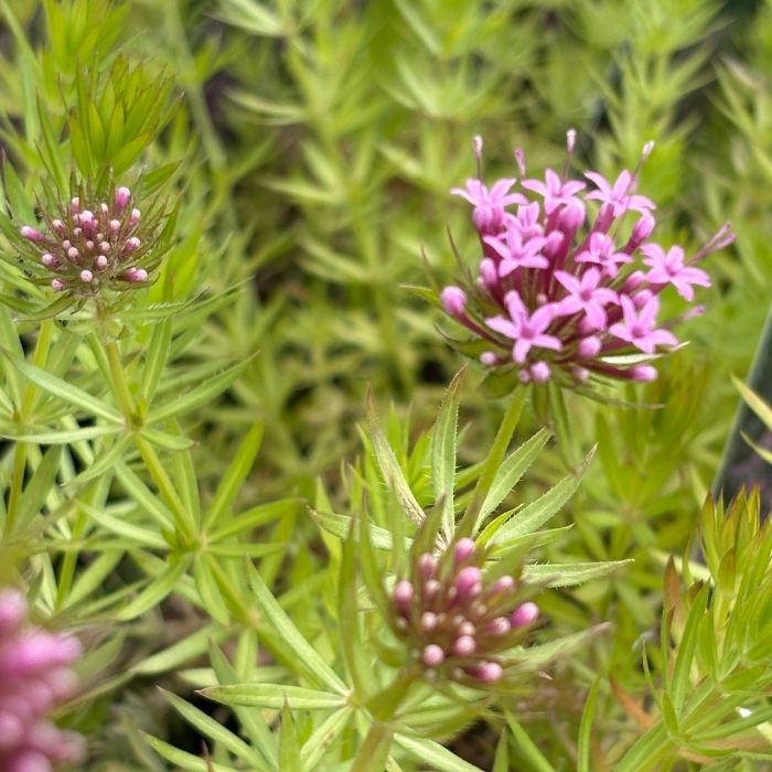 Rosenskovmærke, PHUOPSIS stylosa