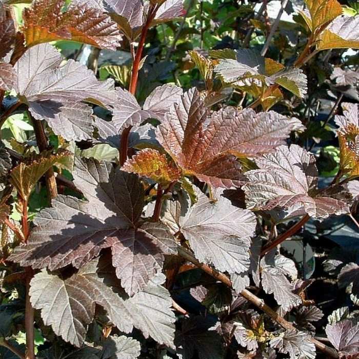 Blærespiræa, Physocarpus op. 'Diabolo'