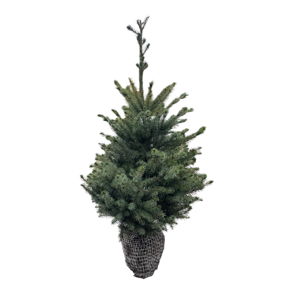 Søjlegran, Picea omorika – 80–100 cm – slankt nåletræ med flotte farvenuancer