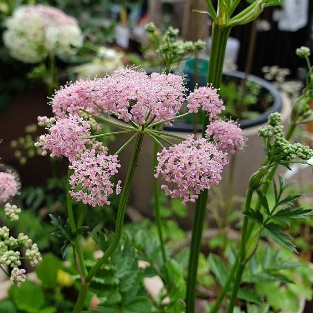 Pimpinelle, PIMPINELLA major 'Rosea' - 1 L Potte