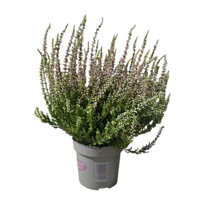 Efterårslyng, Calluna v. 'Beauty Ladies' - pink