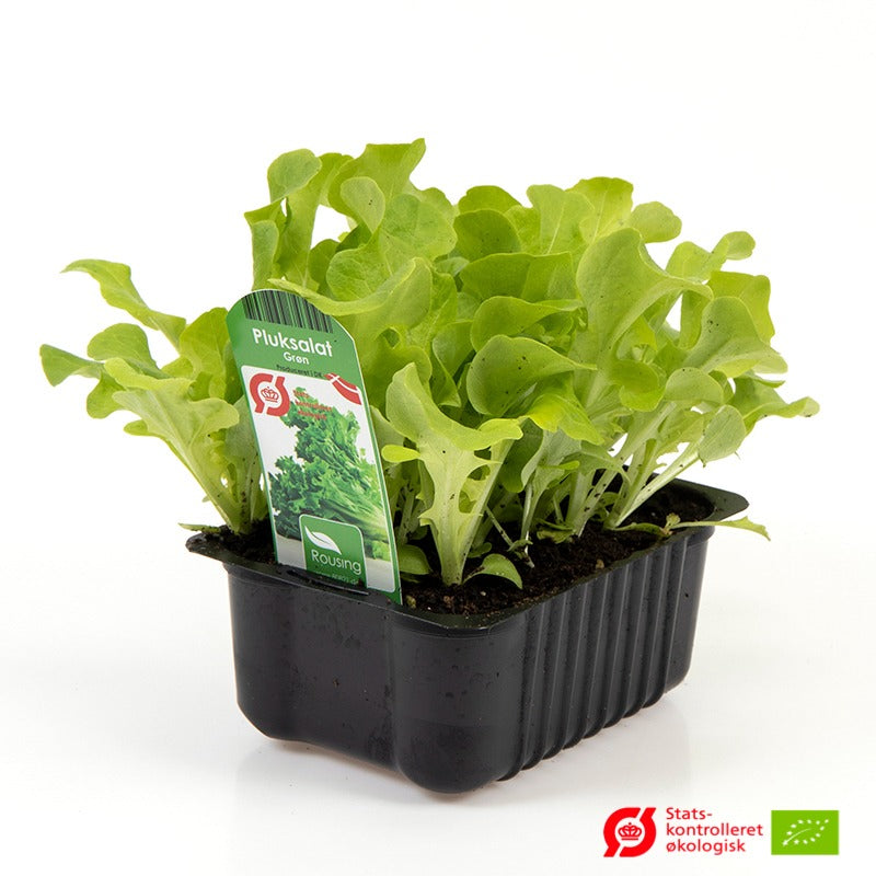 Salat grøn pluk i plantebox, ideel til havebrug.