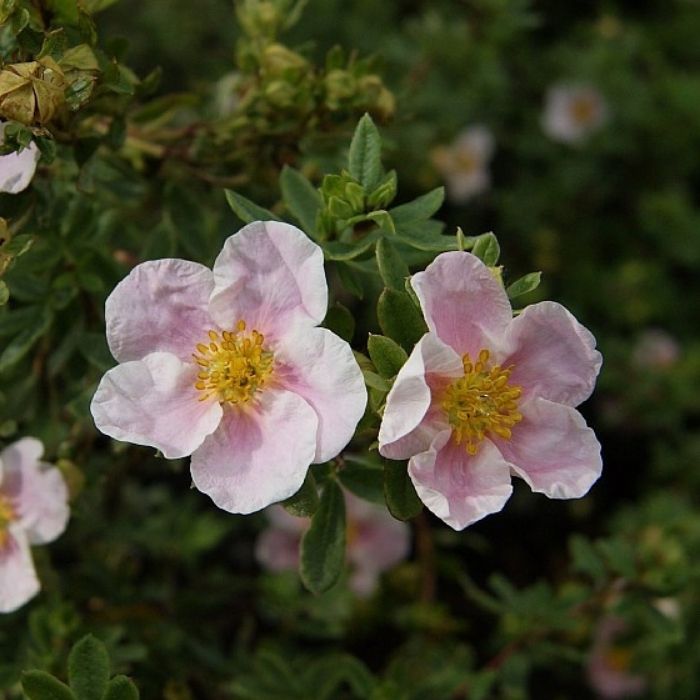 Potentilla frut. 'Pink Queen' 30-50