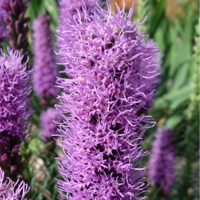 Pragtskær, Liatris Spicata