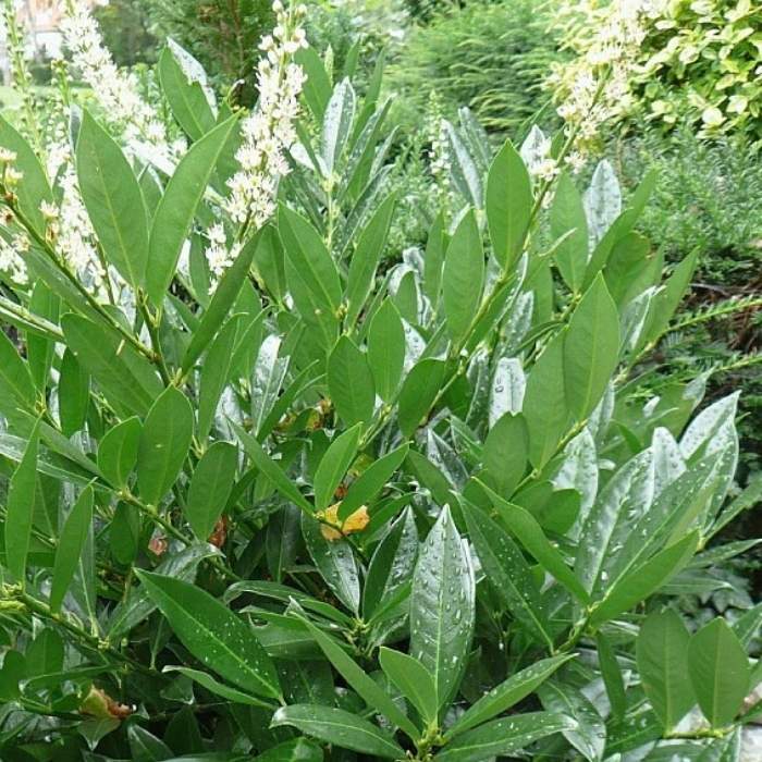 Laurbærkirsebær, Prunus l. 'Otto Luyken' - 3,5L potte