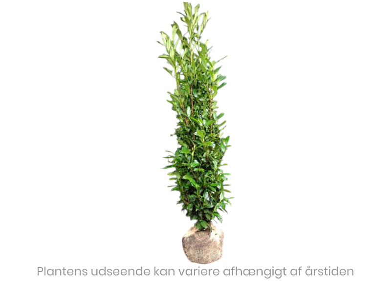 Kirsebærlaurbærhæk Prunus L. 'Elly', 80-100 cm.
