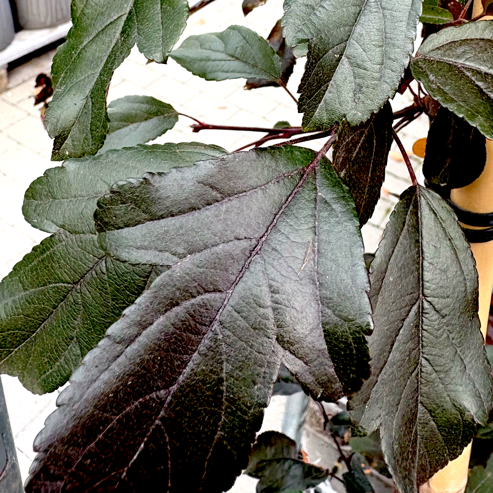 Paradisæble, Malus toringo 'Freja' 175-200 cm stamme 18 cm potte