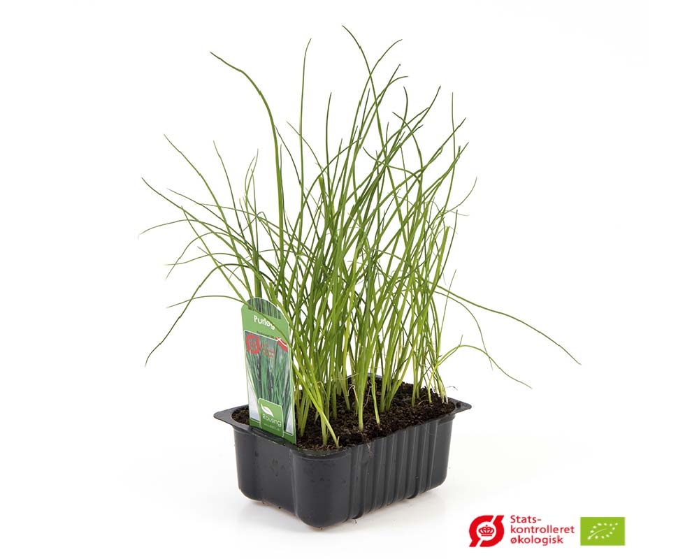 Purløg (Allium schoenoprasum) i plantebox til haven.