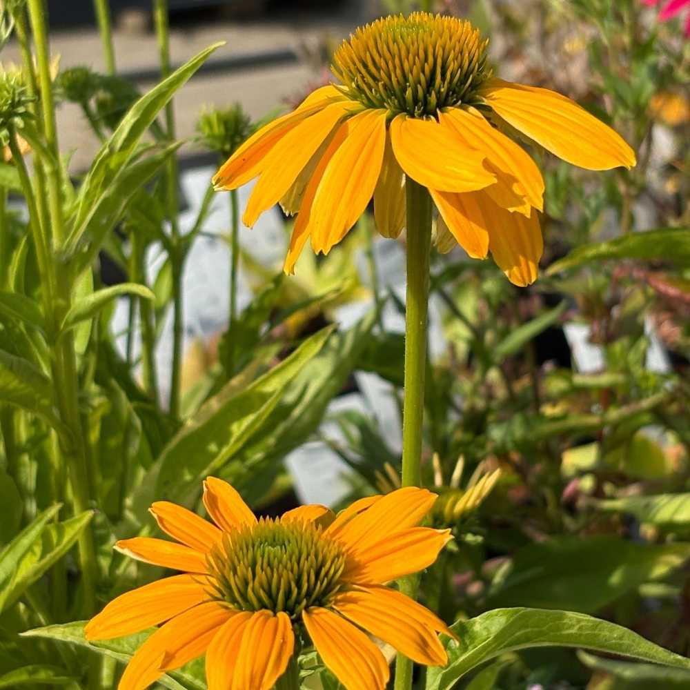 Purpursolhat, ECHINACEA pur. 'Lakota Yellow' -1l potte