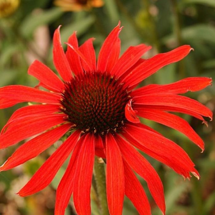 Purpursolhat, ECHINACEA pur. ´Hot Summer´