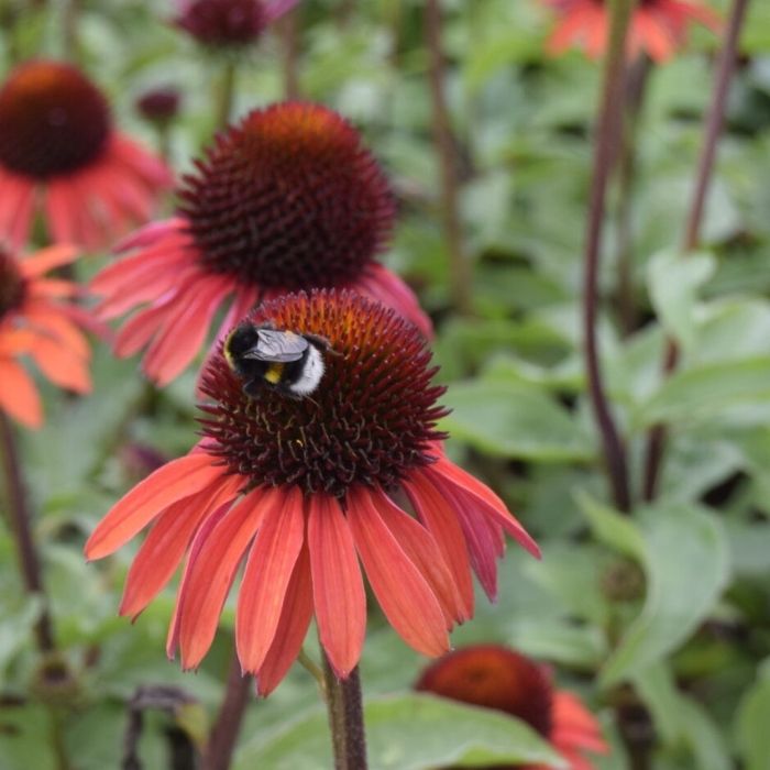 Purpursolhat, ECHINACEA pur. ´Hot Summer´