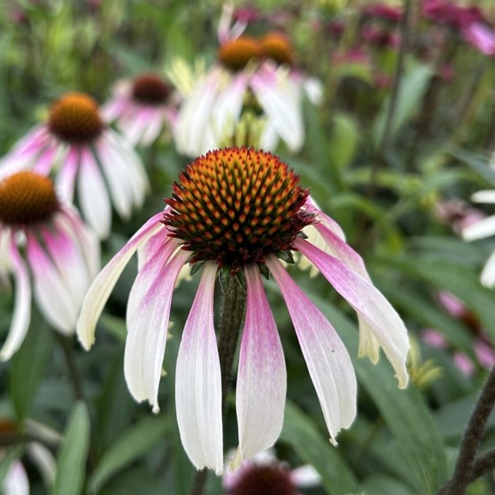 Purpursolhat, ECHINACEA pur. ´Pretty Parasols´ - 1 L Potte