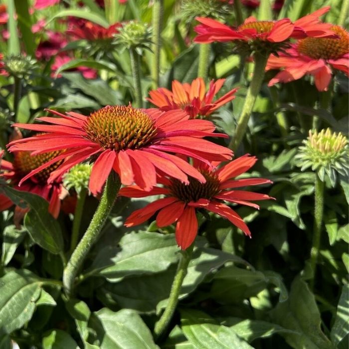Purpursolhat, Echinacea 'Sunseeker Coral' i potte