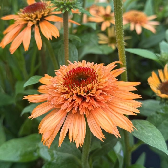 Purpursolhat, ECHINACEA 'SUPREME CANTALOUPE' - 3l potte