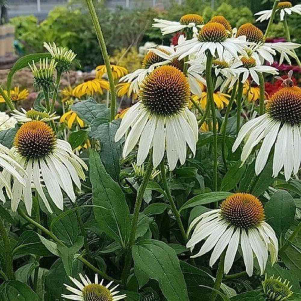 Purpursolhat ECHINACEA 'White Swan' i 1 L potte.