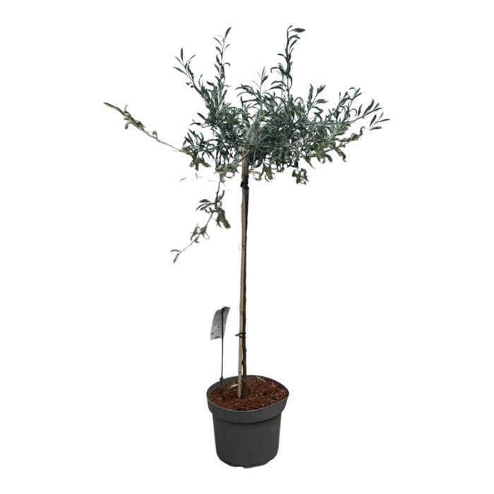 Pilebladet pære, Pyrus Salicifolia Pendula - 10 L Potte/80 cm stamme