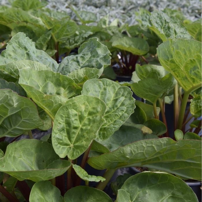 Rabarber, RHEUM springbarber KICKOFF - 3L potte