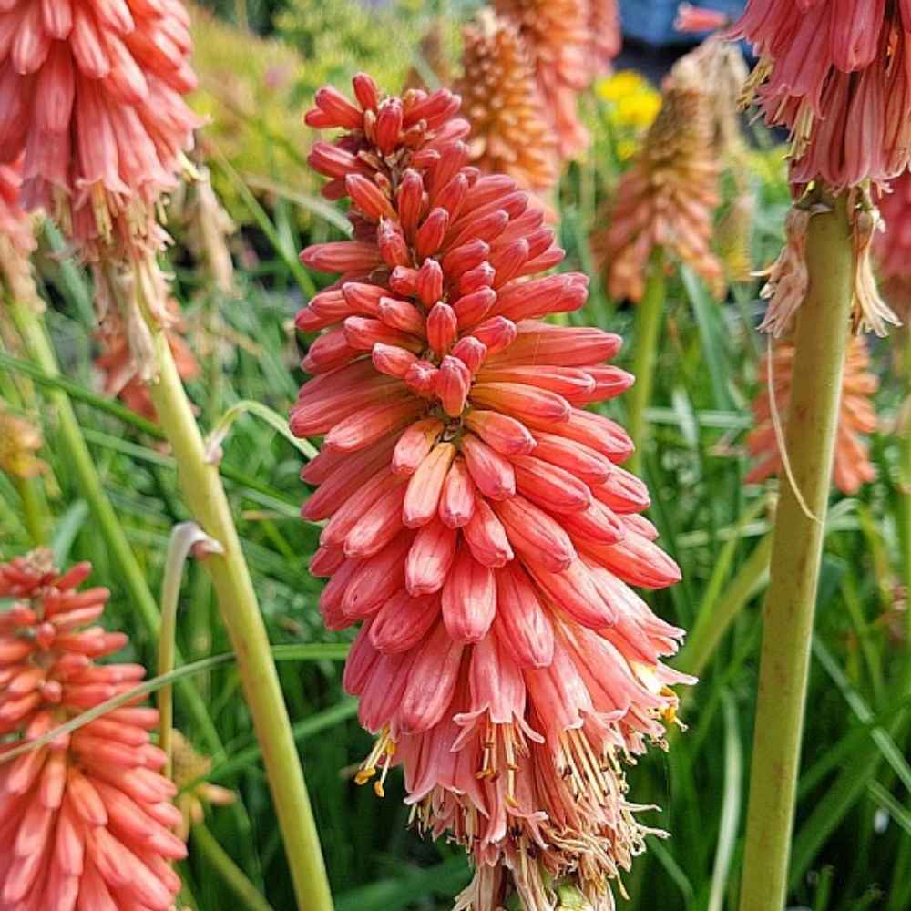Raketblomst, KNIPHOFIA hybrid 'Redhot Popsicle'® 1 L Potte