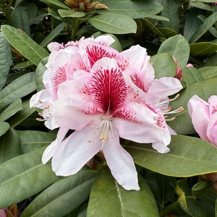 Rhododendron 'Belami'