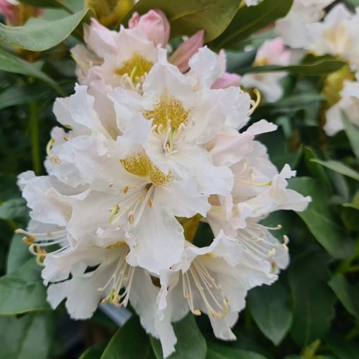Alperose, Rhododendron 'Cunningham's White' - h50-60 cm - 15l potte