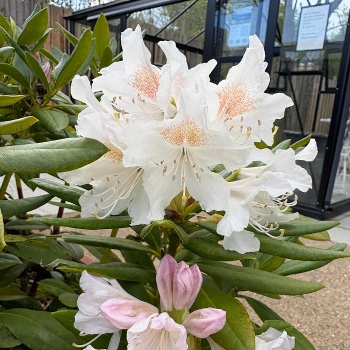 Rhododendron 'Cunningham's White'