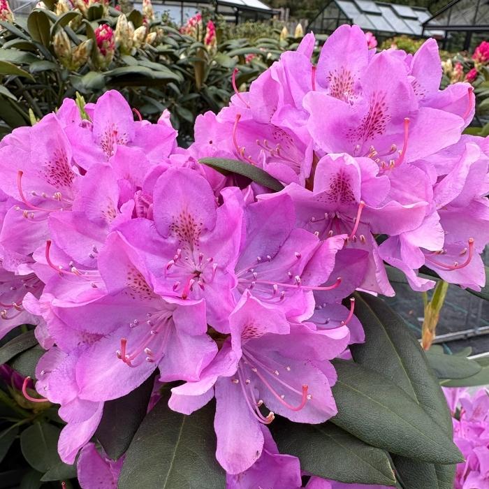 Rhododendron 'Roseum Elegans'