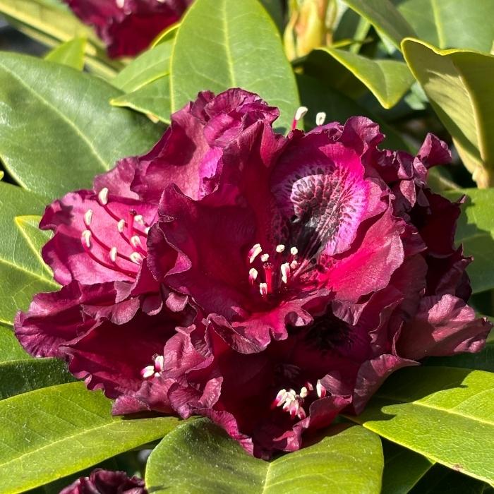 Rhododendron 'Dramatic Dark' - 30-40cm høj - 5L potte