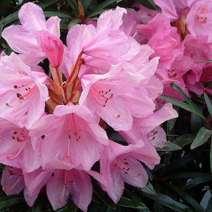 Alperosen, Rhododendron 'Graziella' - h30-40 cm - 5l potte