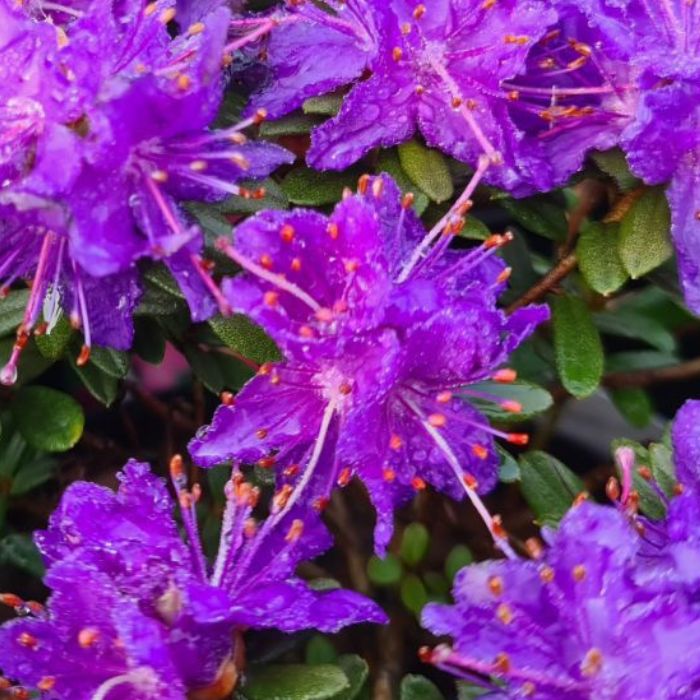 Dværg Rhododendron, Rhododendron impeditum 'Azurika' - 2,3l potte