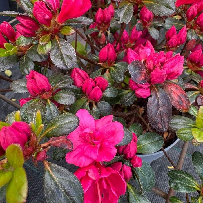Rhododendron Jap. 'Canzonetta'