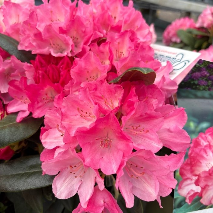 Rhododendron 'Fantastica'