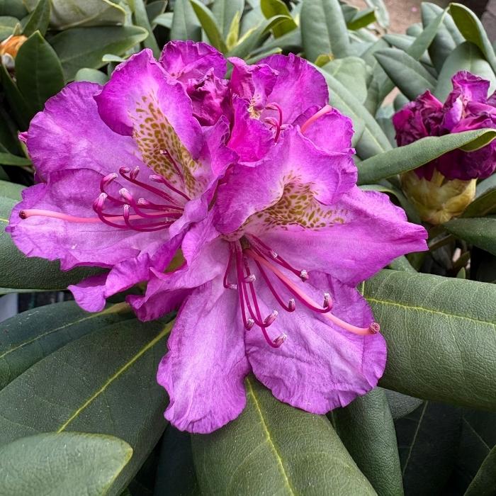 Rhododendron 'Bohlken's Lupinenberg'
