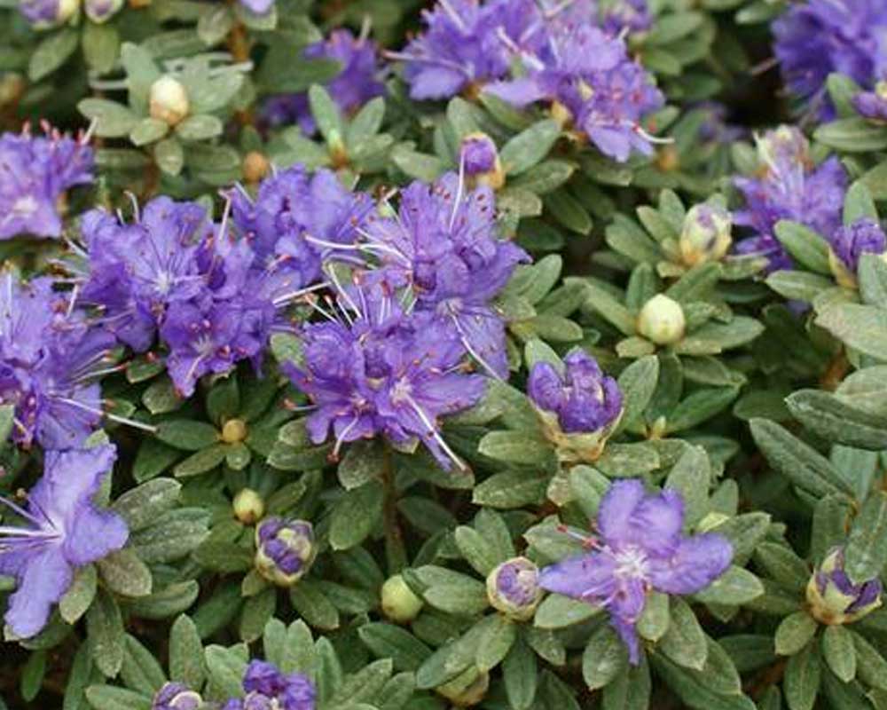 Dværgrhododendron Azurika i størrelse 20-25 cm.