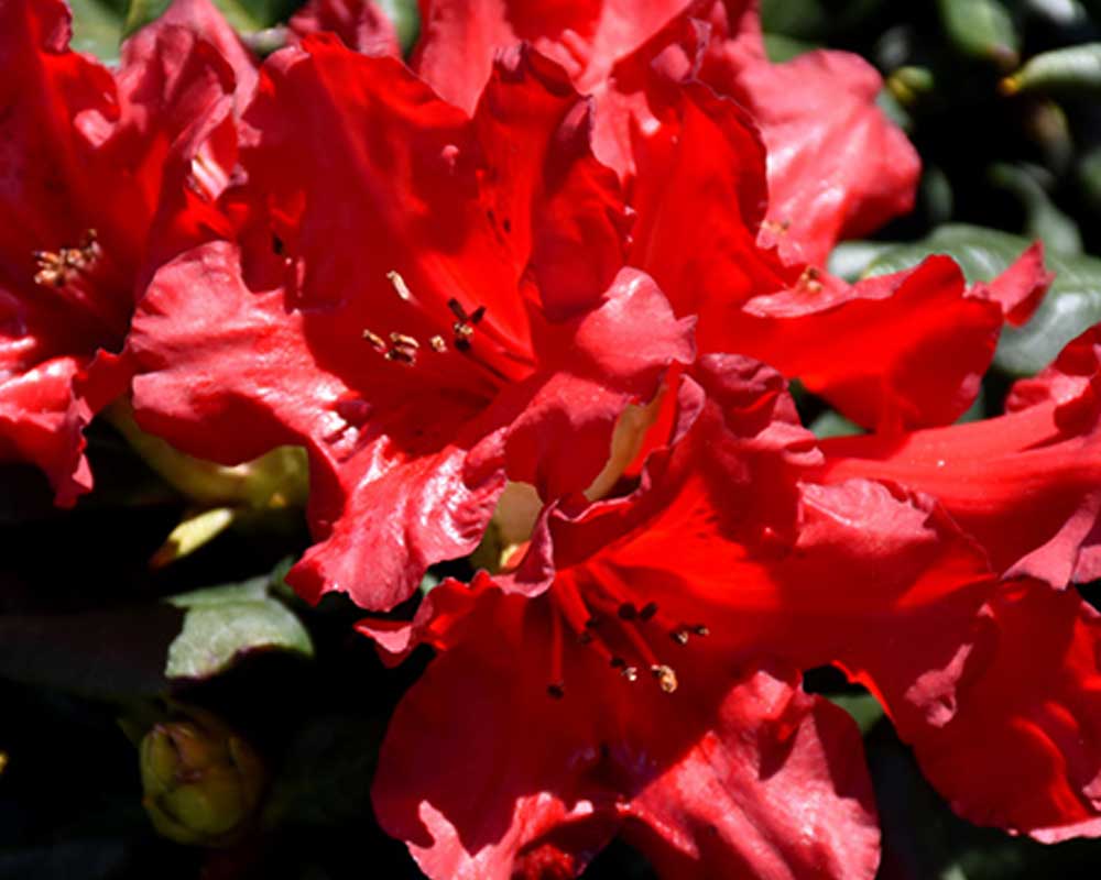 Dværgrhododendron Baden Baden, højde 20-25 cm.