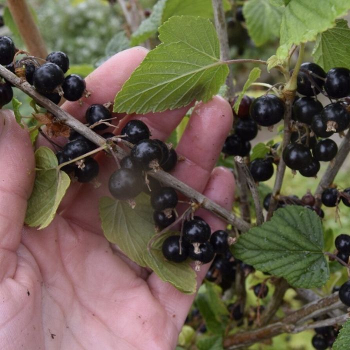 Solbær, Ribes nigrum 'Polar' – kompakt og frugtbar solbærsort med sødme og friskhed