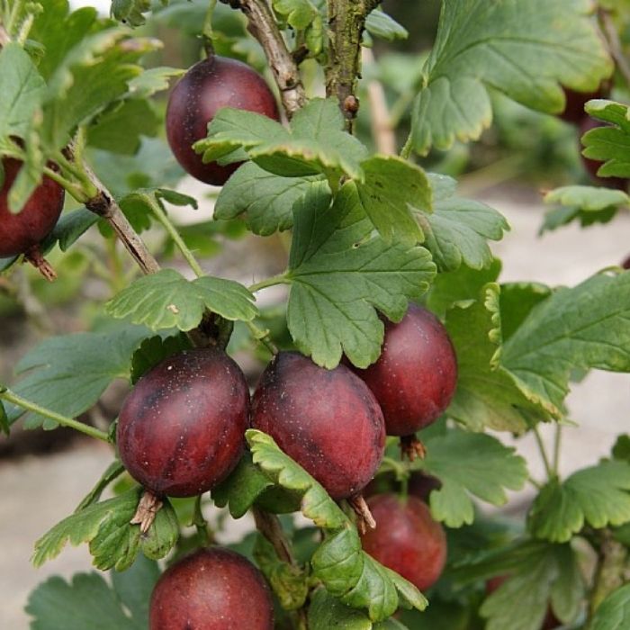 Stikkelsbær, Ribes uva-crispa 'Captivator' – Tornfri stikkelsbærsort med store, søde bær
