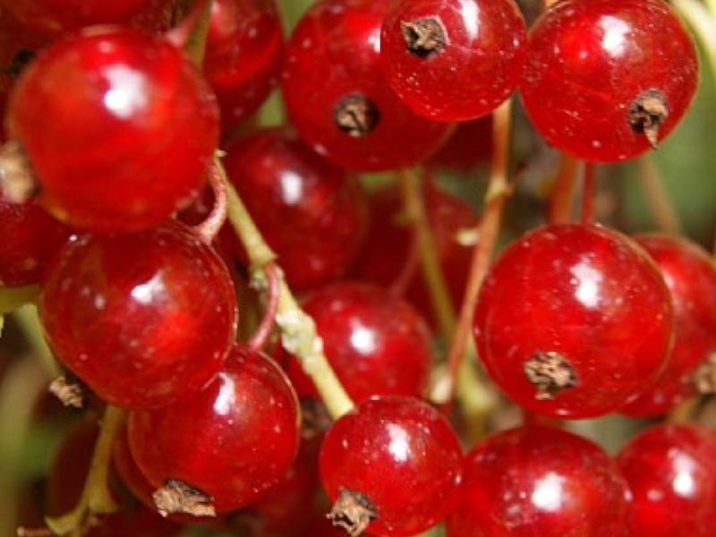Ribes Rub. 'Jonkheer van Tets' i 5 L potte.