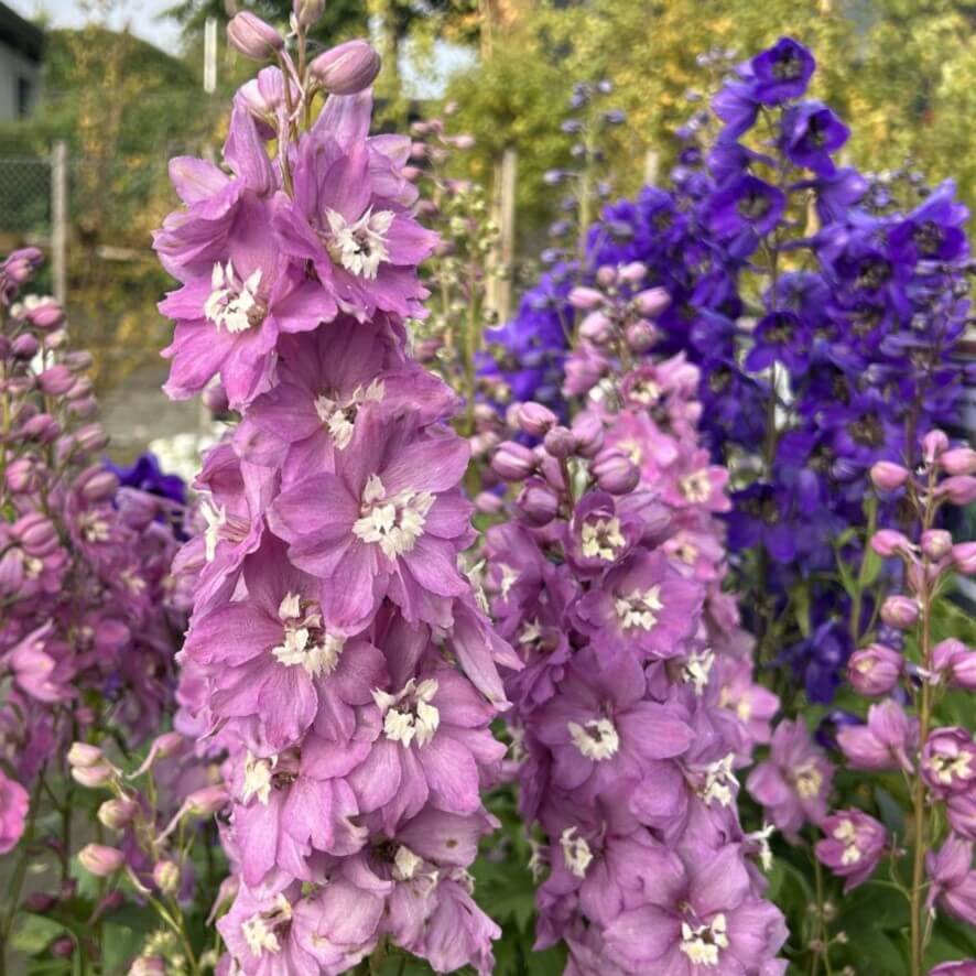 Ridderspore, DELPHINIUM pacific 'Astolat' i 1L potte.