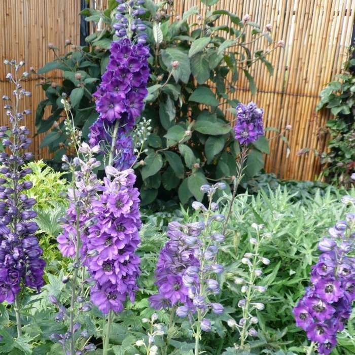 Ridderspore, Delphinium Pacific Black Night