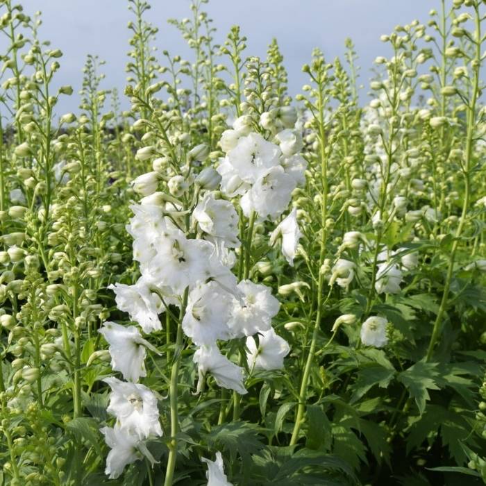 Ridderspore, Delphinium Pacific Galahad